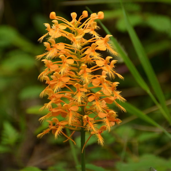 Wild Fringed Orchid - North Carolina Mountains: I've Only Seen A Couple 