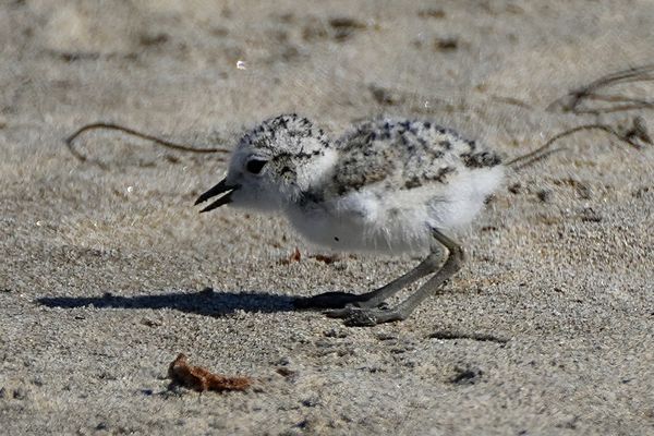 Endangered snowy plover chick...