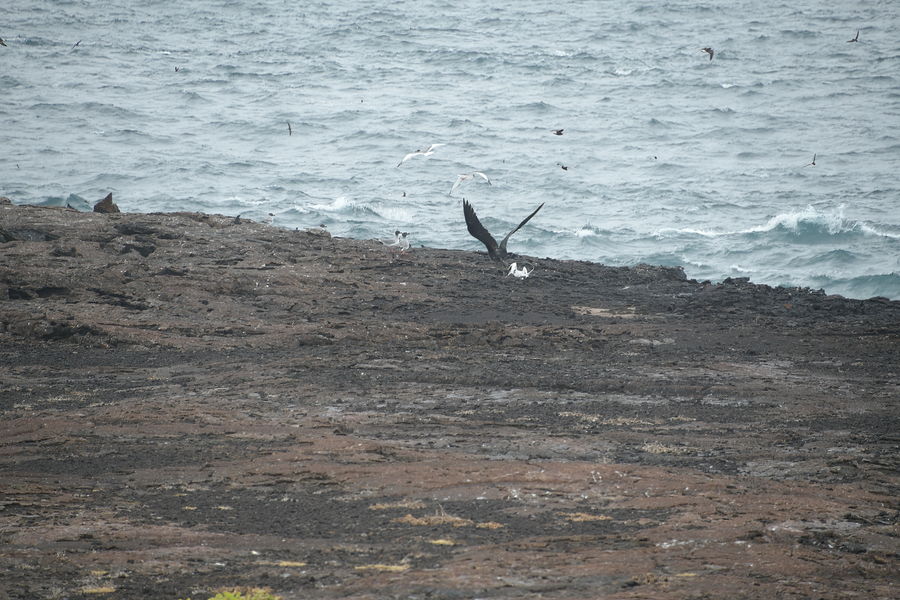 Frigate bird is trying to grab a smaller Tropicbir...