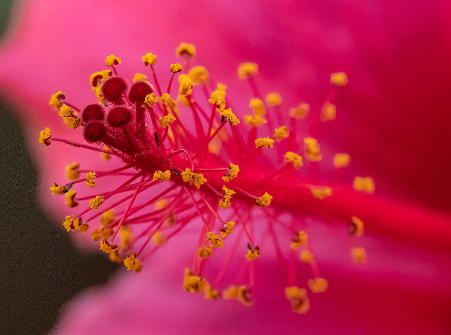 Close Up of Hibiscus Flower: I was experimenting with my Nikon