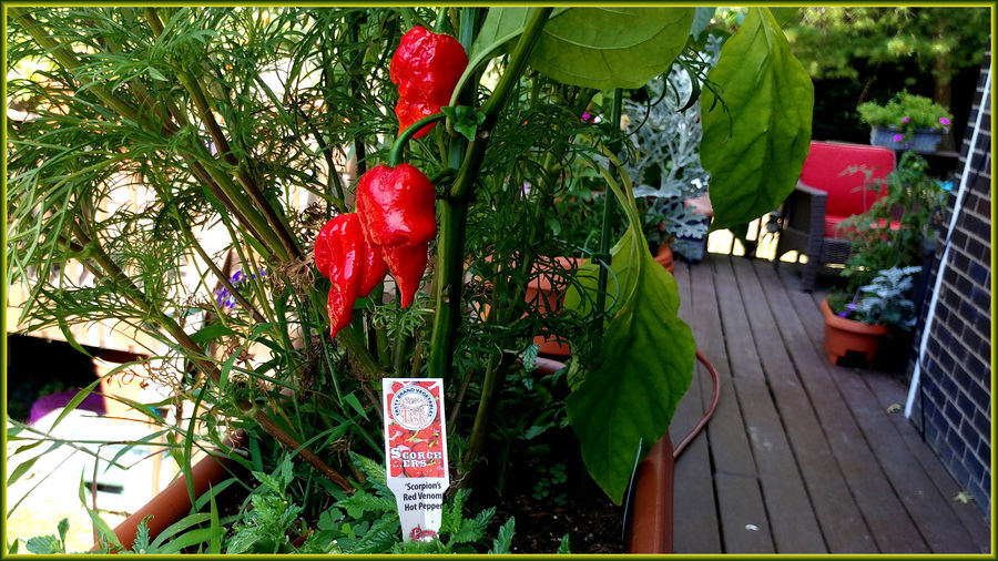 Pepper Plant ID...