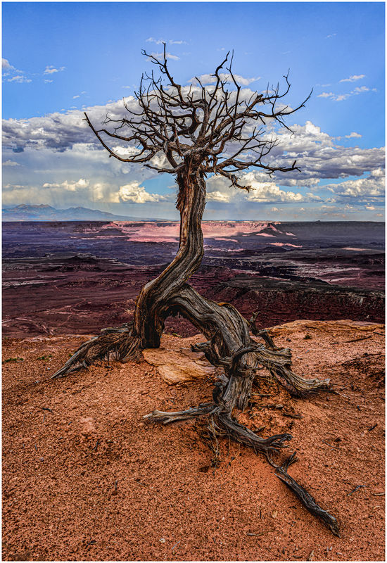 There's A Particular Tree... ....a weather beaten juniper that grew ...