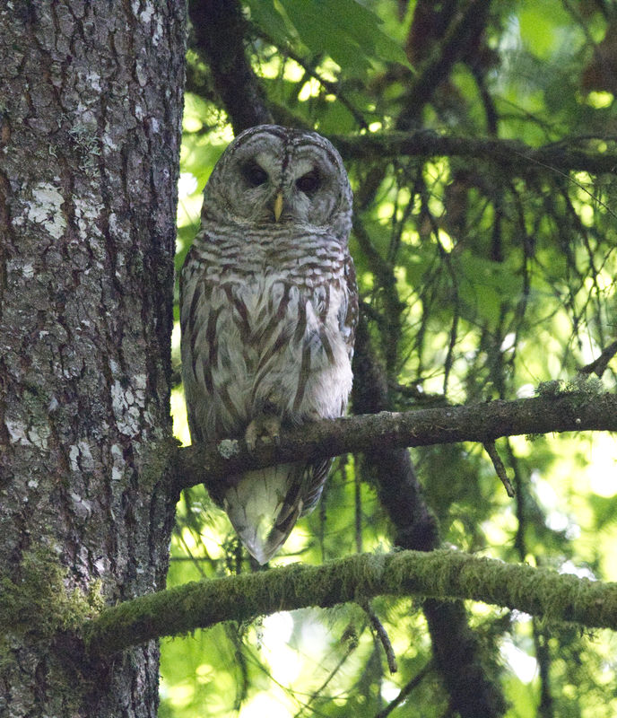 Barred Owl resting from writing iambic pentameter....