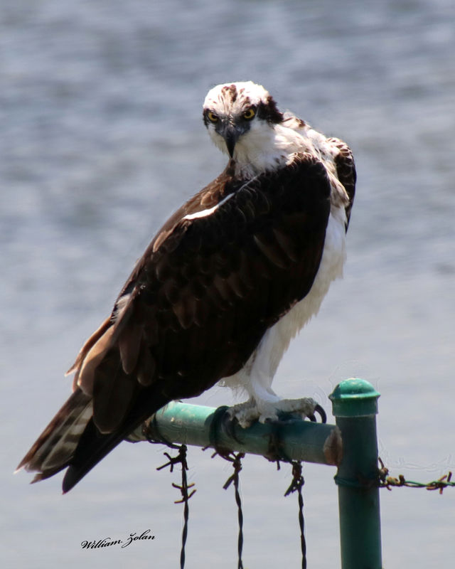 This Osprey was posing for me...