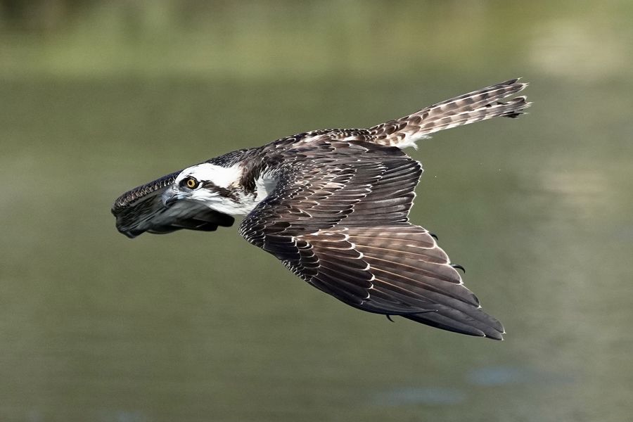 Osprey dive...