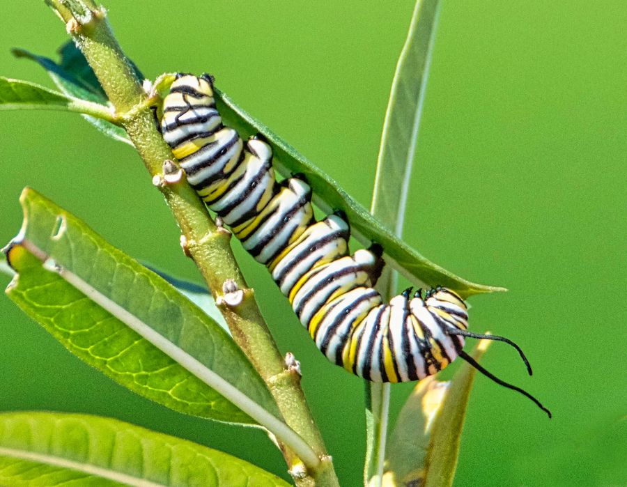 Monarch caterpillar...