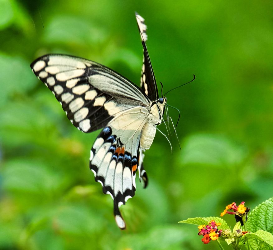 Giant Swallowtail...