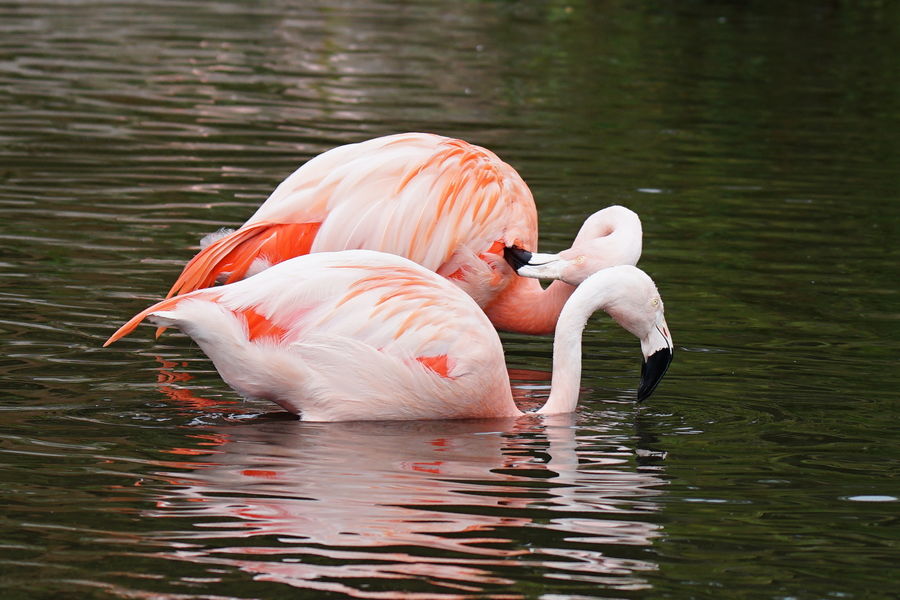 3 Flamingoes 2...