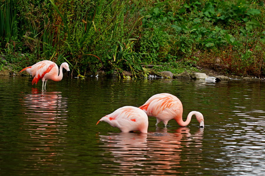 4 Flamingoes 3...