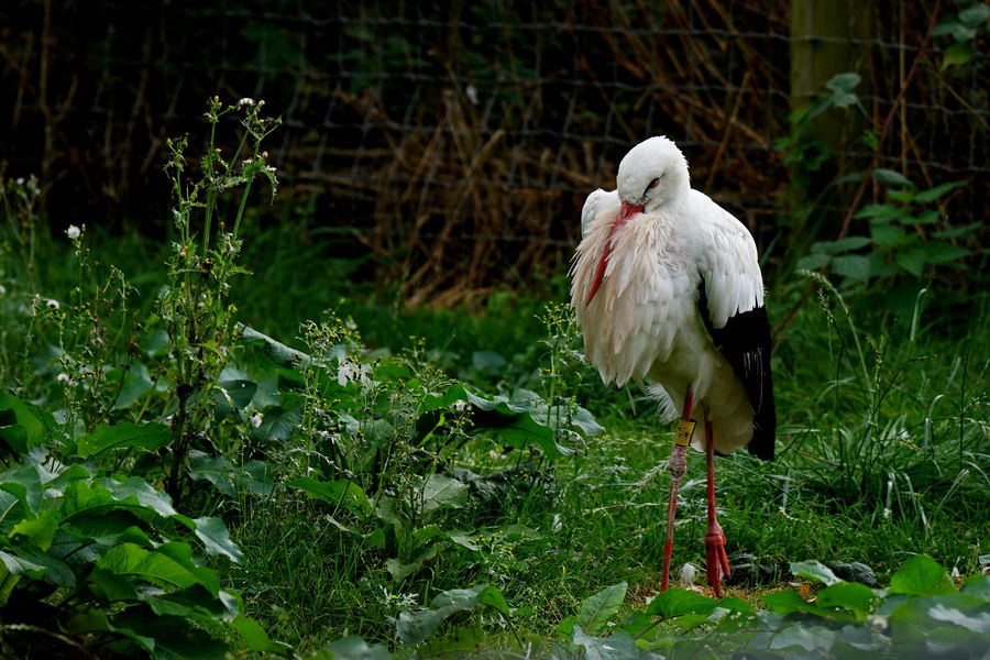 7 A very scary White Stork...