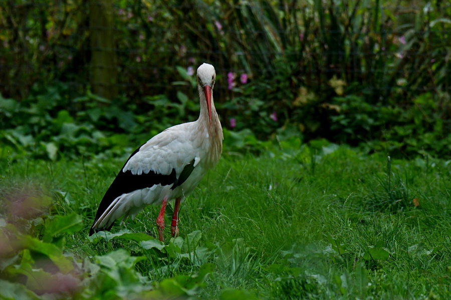 9 White Stork 2...