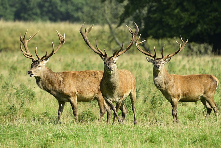 3 large stags posing for me...
