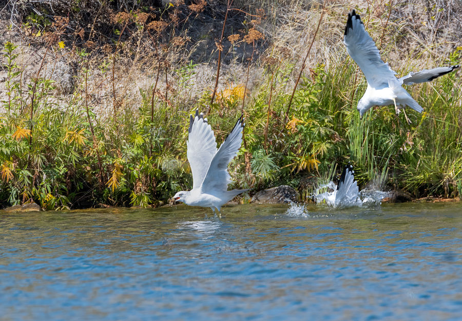 Composite of 3 shots of the seagull diving...first...