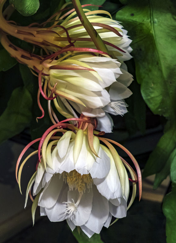 Night Blooming Cereus-This is in the cactus family...