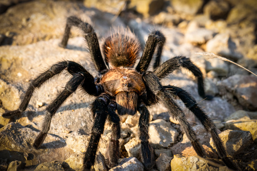 Big ars Spider (Texas Brown Tarantula)...