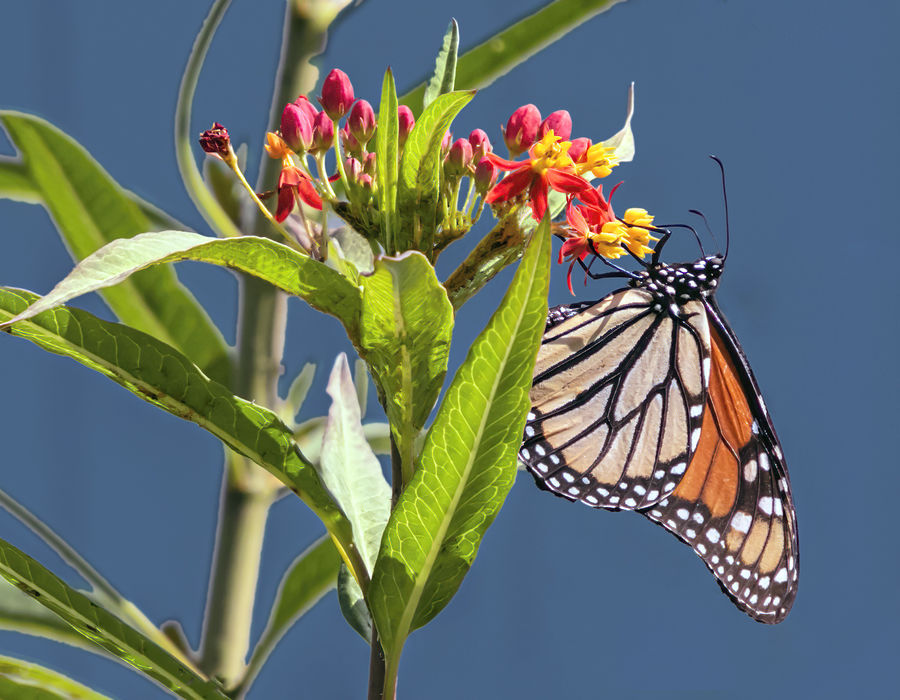 Monarch Butterfly...