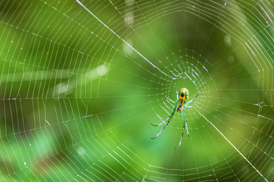 Orchard Orb Spider...