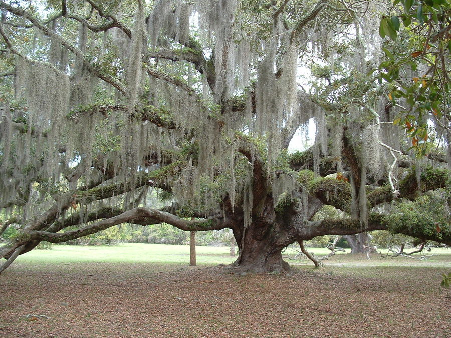 Probably taken in Florida. I love their oaks....