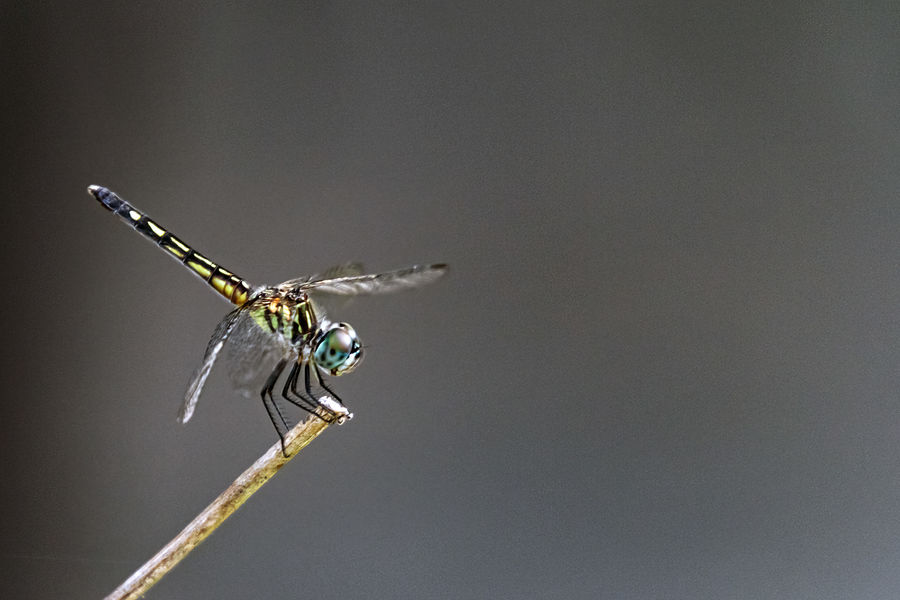Blue Dasher Dragonfly...