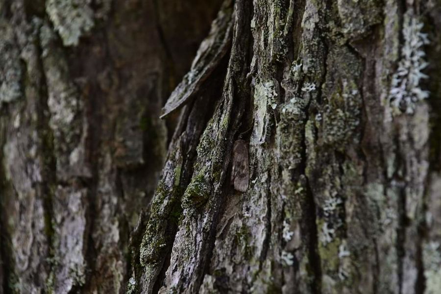 Can you see the moth hiding in the bark...