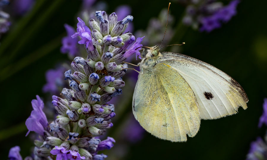 Cabage Butterfly and Lavender...