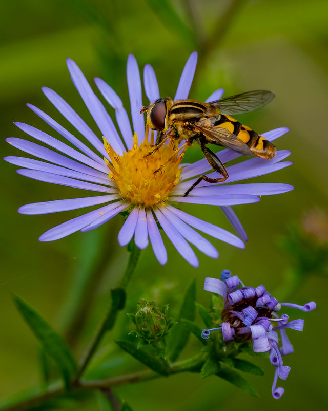 Hover Fly on Wildflower...