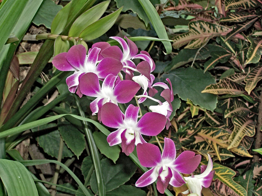 More Orchids from off site...