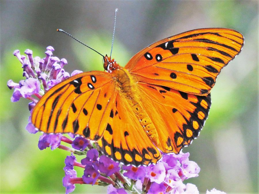 they drink nectar from lantana, butterfly bushes, ...