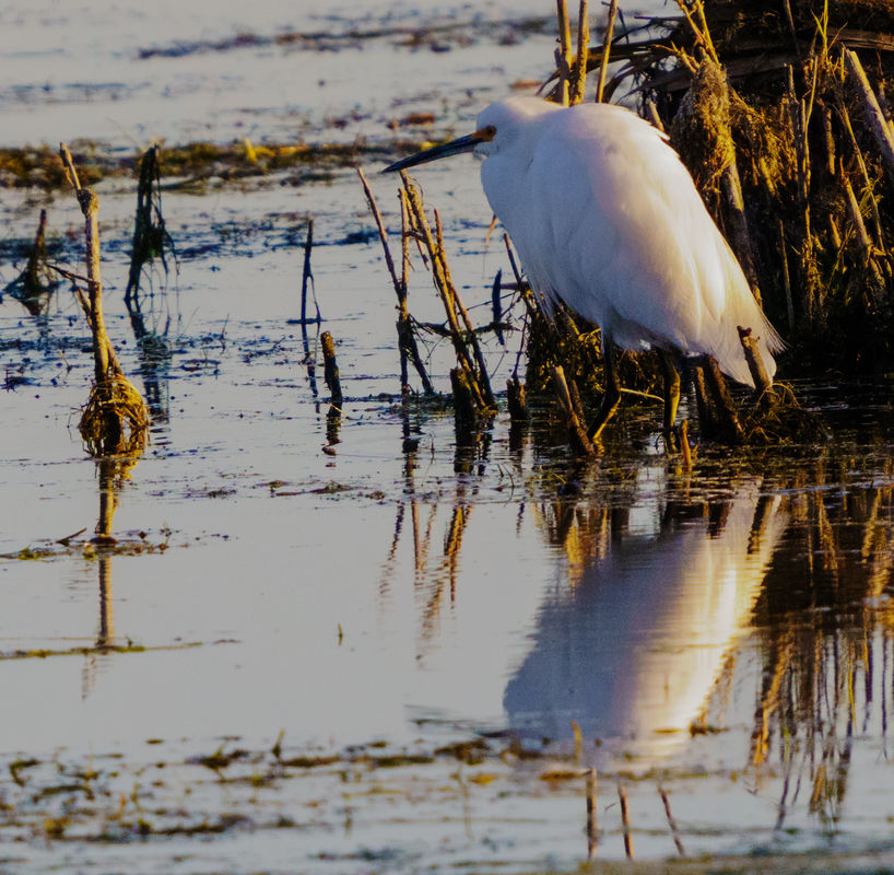 Another egret...