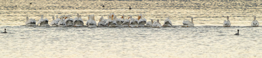 A meeting of the pelican Board of Directors...