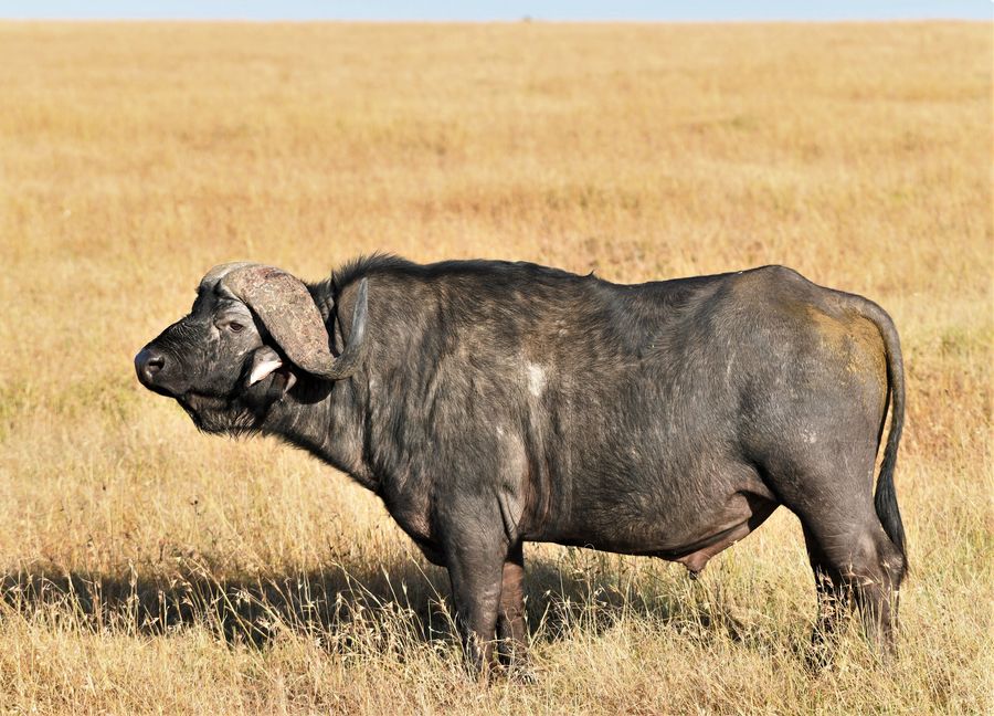 Some Africa Wildlife Kenya.