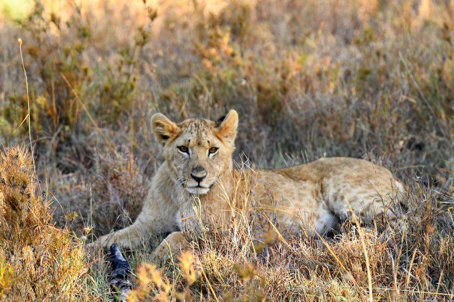 Some Africa Wildlife Kenya.