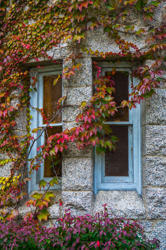These windows are now totally covered in vines...