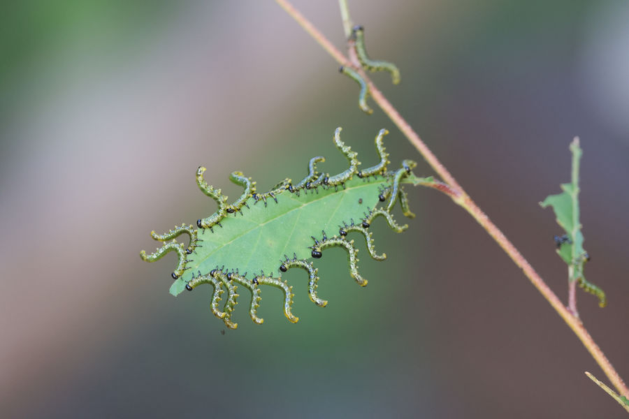 What are these caterpillars on a birch leaf?...