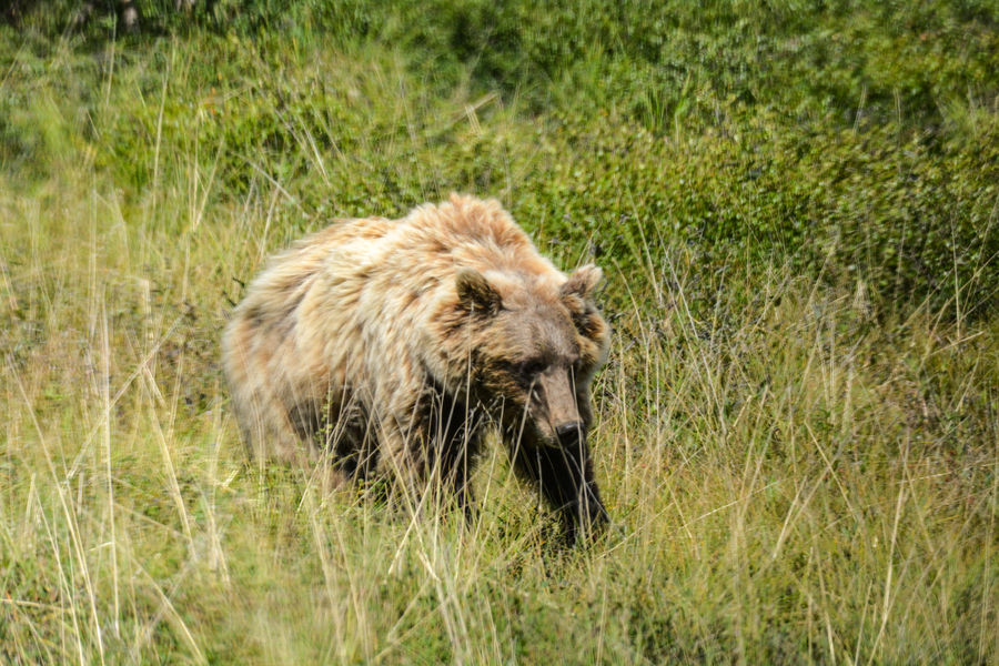 A bear in the Denali National Park...