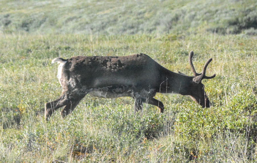 A Caribou in Denali National Park...