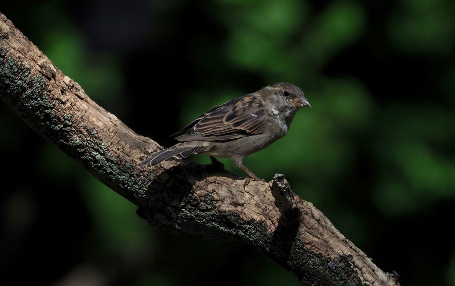 After hours sparrow on an almost deserted food lin...