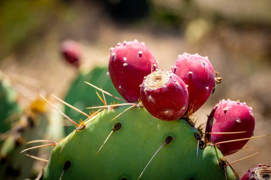 Prickly Pear blooms...
