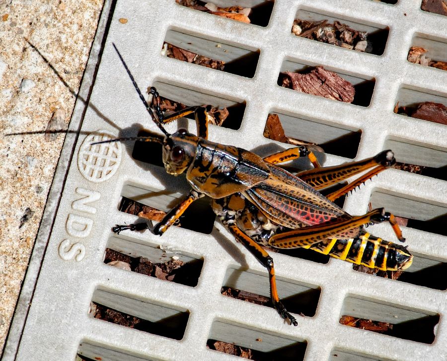 1/ One of the largest grasshoppers I have ever see...
