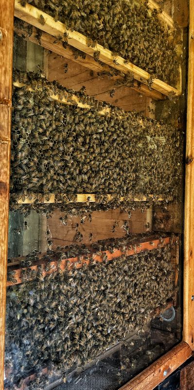 5/ Bees making honey at Brookgreen Gardens...