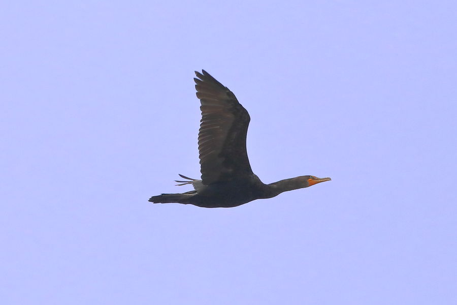 Cormorant fly by...