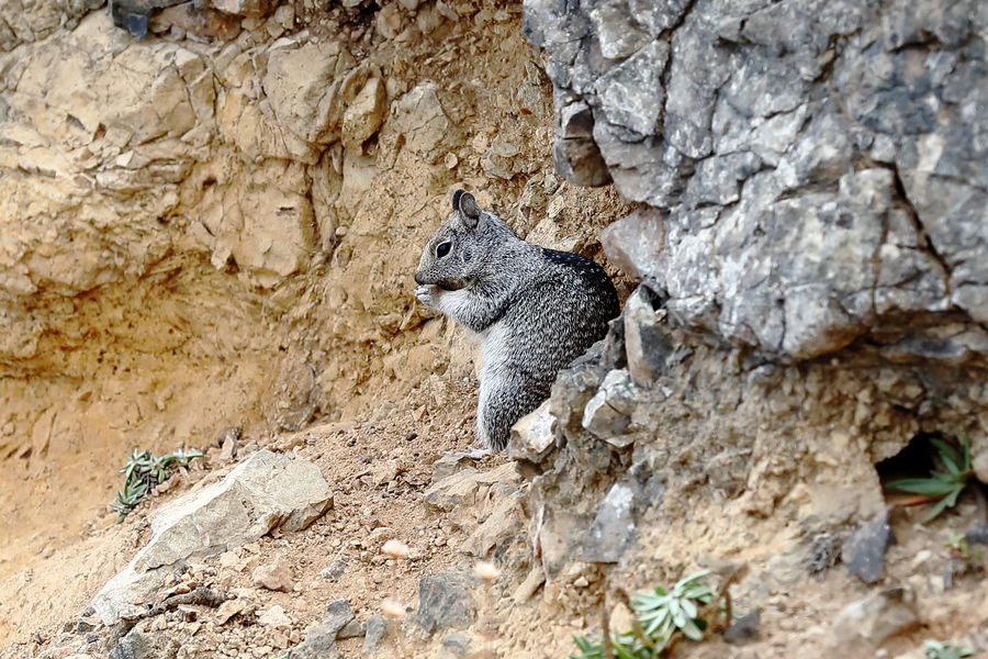 Ground squirrel on a cliff area....