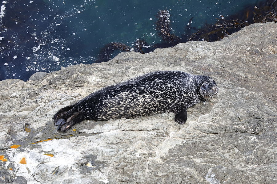 Harbor seal on the rocks...