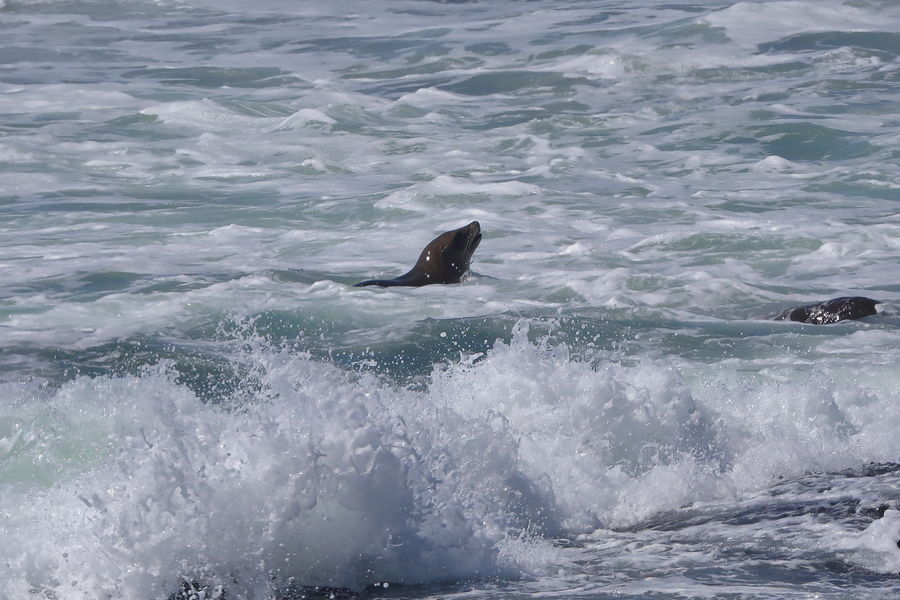 Sea Lion in the surf...