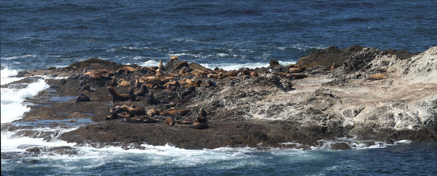 Better version of the sea lion pano....