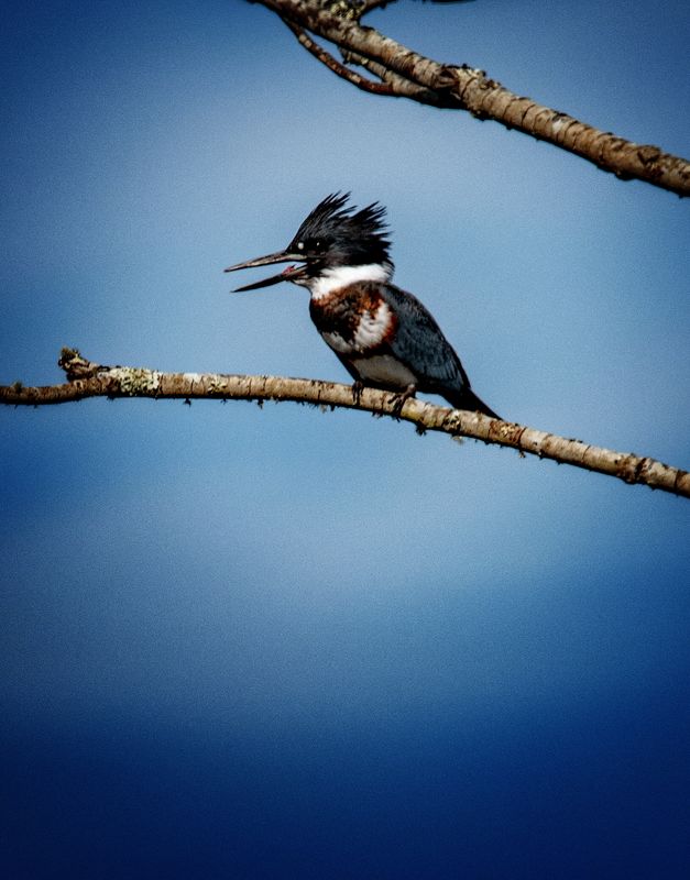 6/ My best Kingfisher to date...