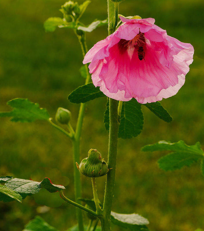 Hollyhock with bee...