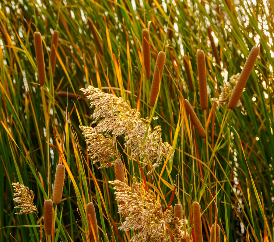 Reeds in high wind...