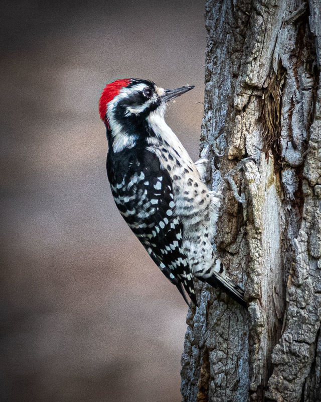 Nuttall's Woodpecker at Huntington Central Park (C...