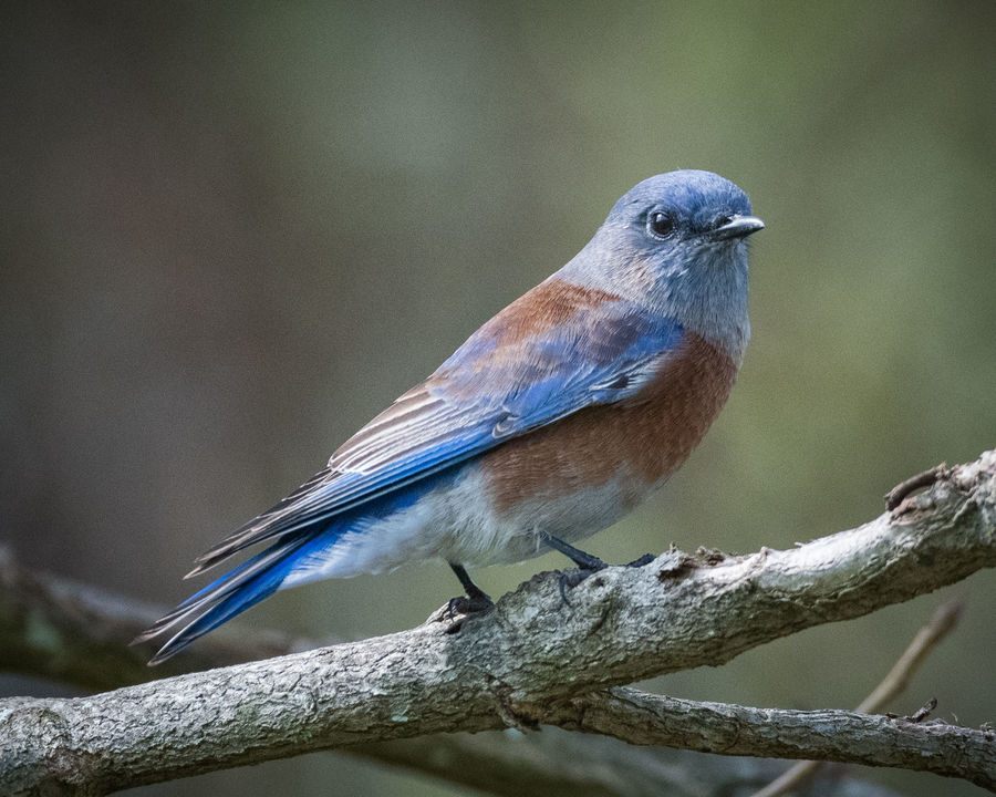 Western Bluebird at Huntington Central Park (CA)...